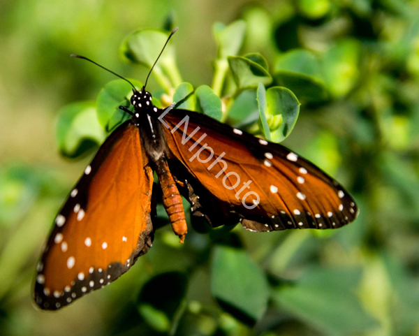 AnBu079-Queen-Butterfly