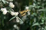 AnBu135-Oregon-Swallowtail-Butterfly