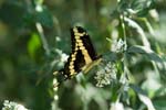 AnBu145-Giant-Swallowtail-Butterfly