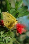 AnBu190 Orange-barred Sulpher Butterfly