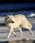 AnC032 Arctic Wolf