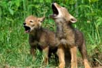 AnC11 Coyote Pups