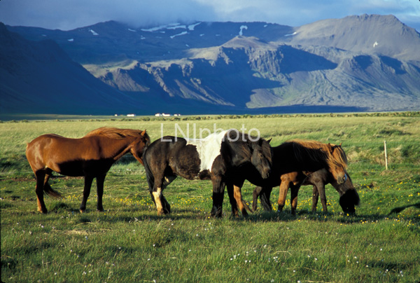 AnE0182 Icelandic Horses in Mountain Pasture