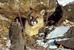 AnF071 Cougar