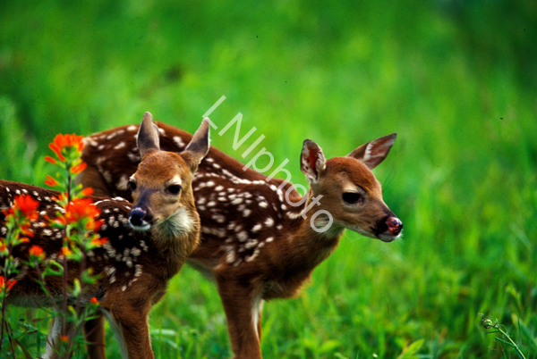 AnM0022 Fawns