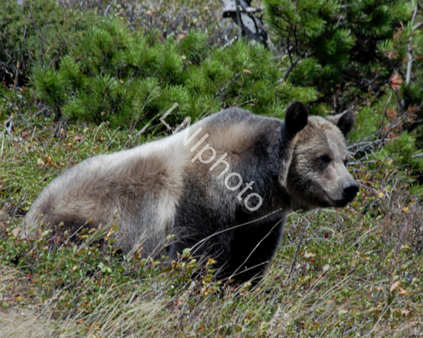 AnM083 Grizzley