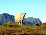 AnM164 Icelandic Sheep